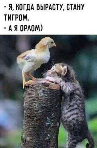 Подборка супер забавных картинок