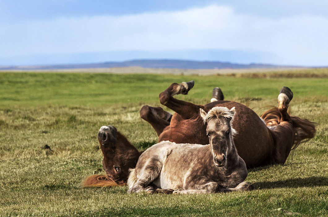 Лошади Исландии в фотографиях животные