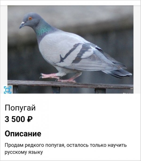 Смешные объявления из Интернета Смешные объявления из Интернета позитив,смешные картинки,юмор