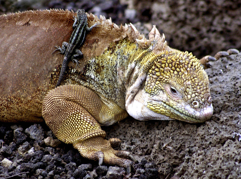 Удивительные создания на Галапагосских островах животные,природа,Путешествия,фото
