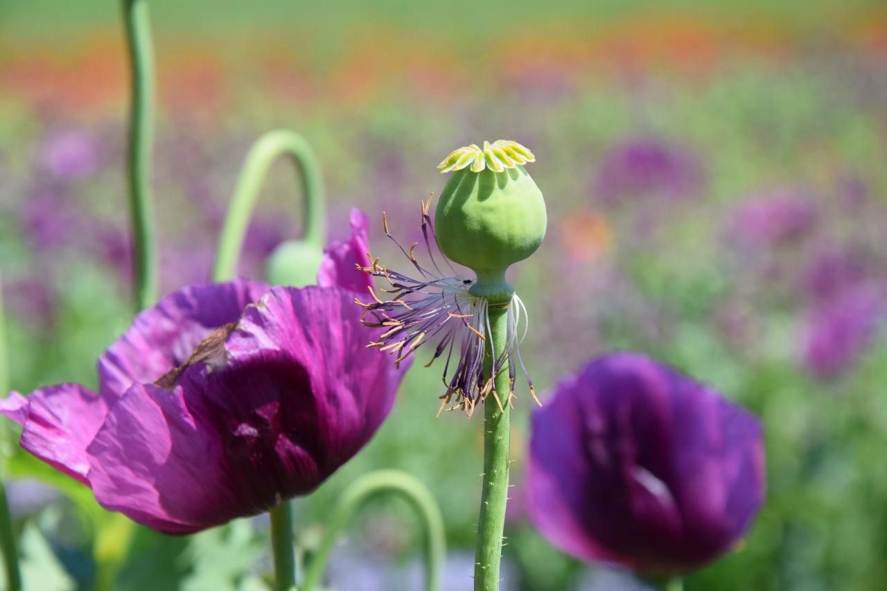 Не только ипомея и шалфей: список запрещенных на даче растений растение, России, растения, вещества, содержит, сорта, семена, содержат, семейства, растений, поэтому, участке, этого, штраф, грозит, именно, выращивать, нашей, многие, внимание