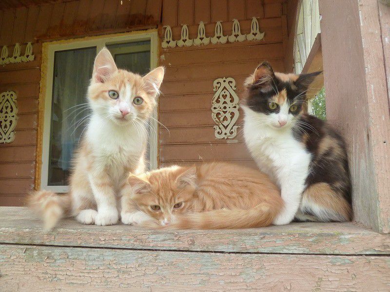 Москва, деревня, фоторепортаж, Россия