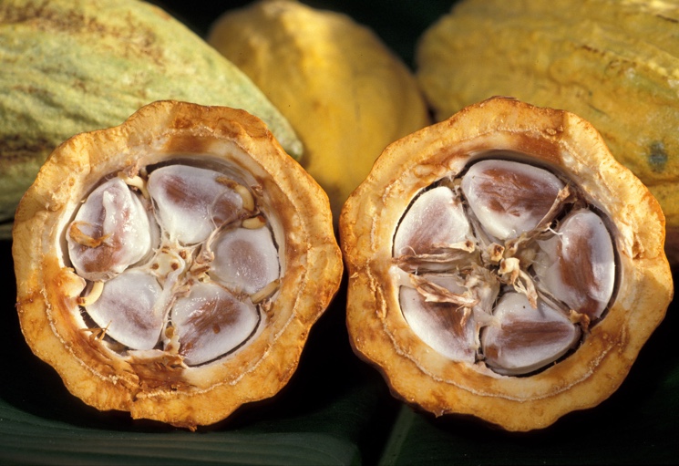 Плод какао-дерева в разрезе