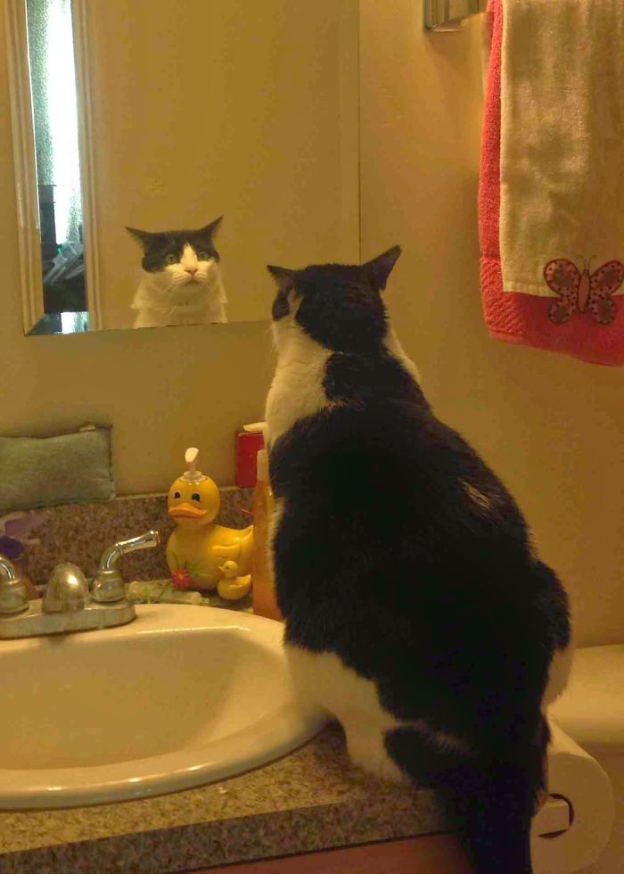 кот сидит возле зеркала