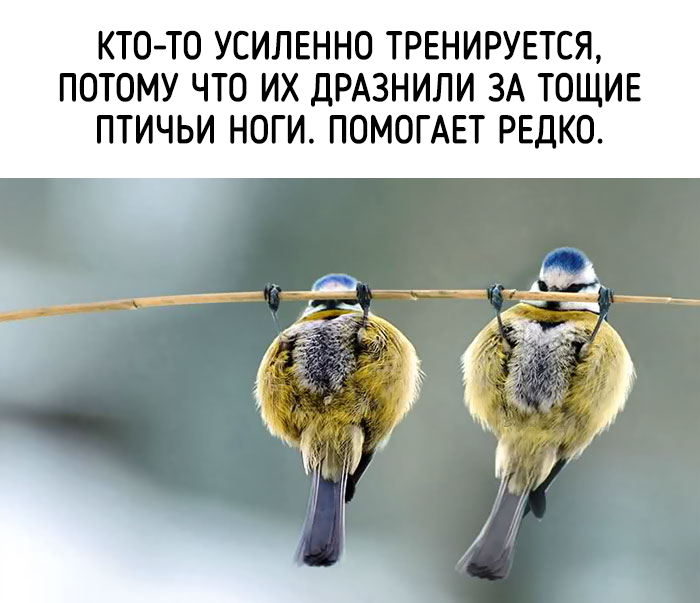 забавные факты о животных