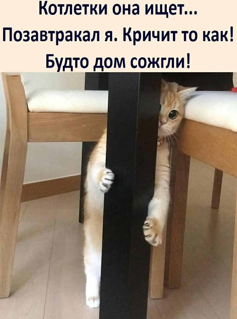 Котик прячется