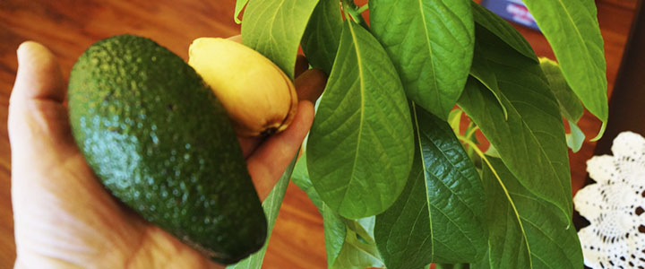 Как вырастить авокадо из косточки в домашних условиях Как вырастить авокадо из косточки в домашних условиях комнатные растения,полезные советы