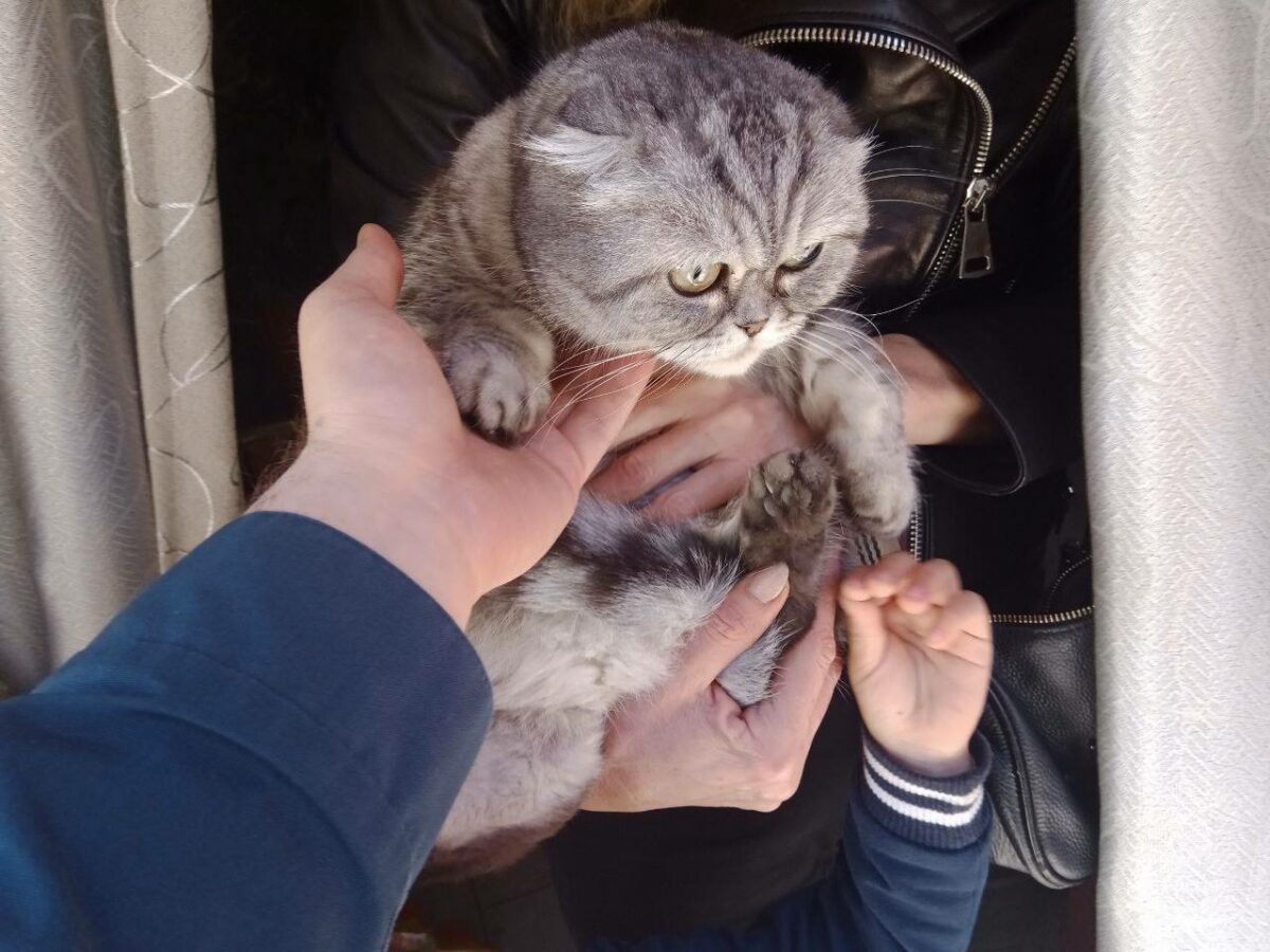 Кошка Шайла в охоте за кормом едва не спалила квартиру в Феодосии