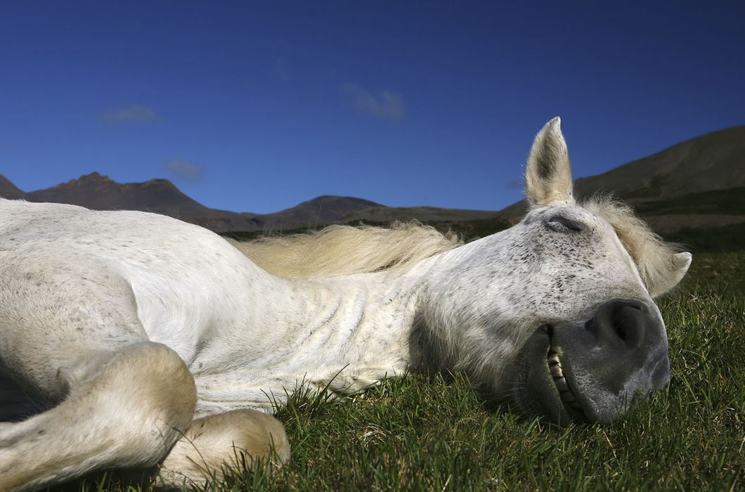 Лошади Исландии в фотографиях Лошади Исландии в фотографиях животные