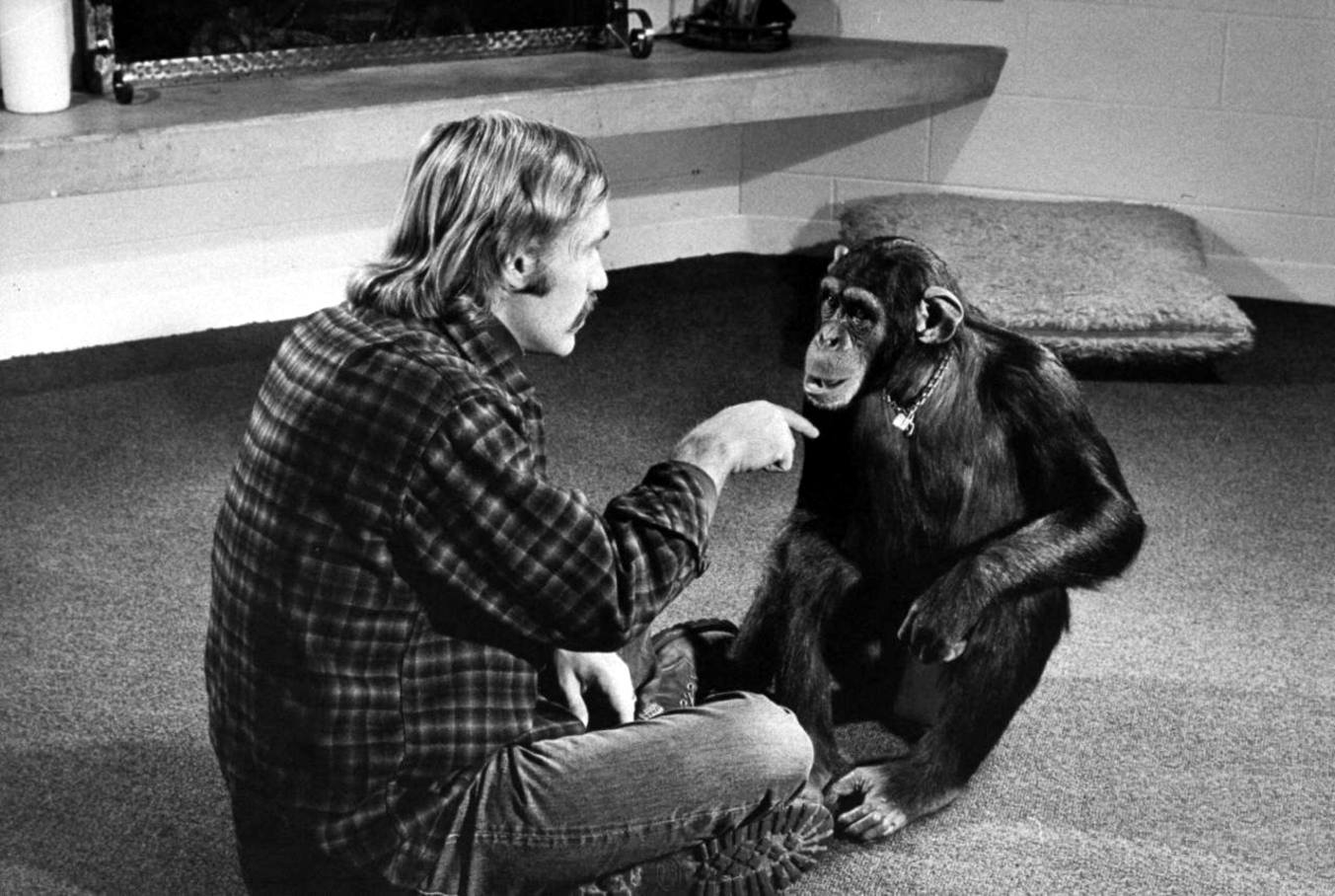 Чем закончились попытки ученых научить приматов разговаривать