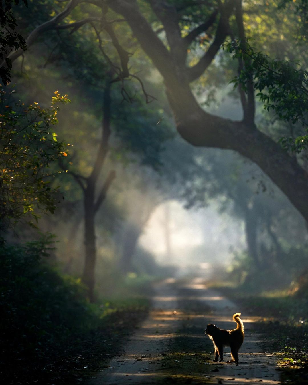 Дикие животные на снимках от Варуна Адитья