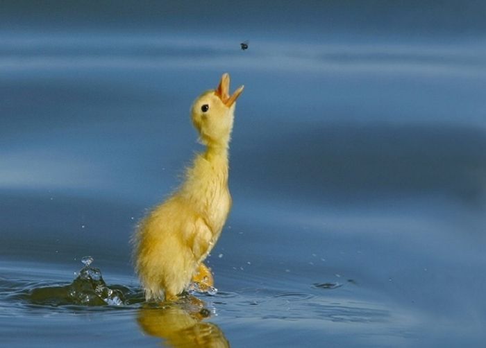 Забавно (40фоток)