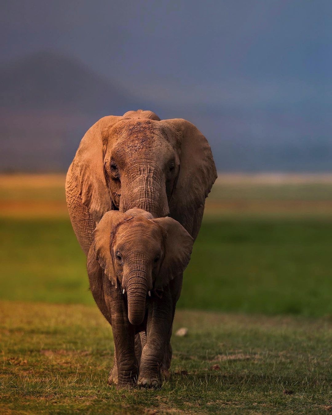 Дикие животные на снимках от Варуна Адитья