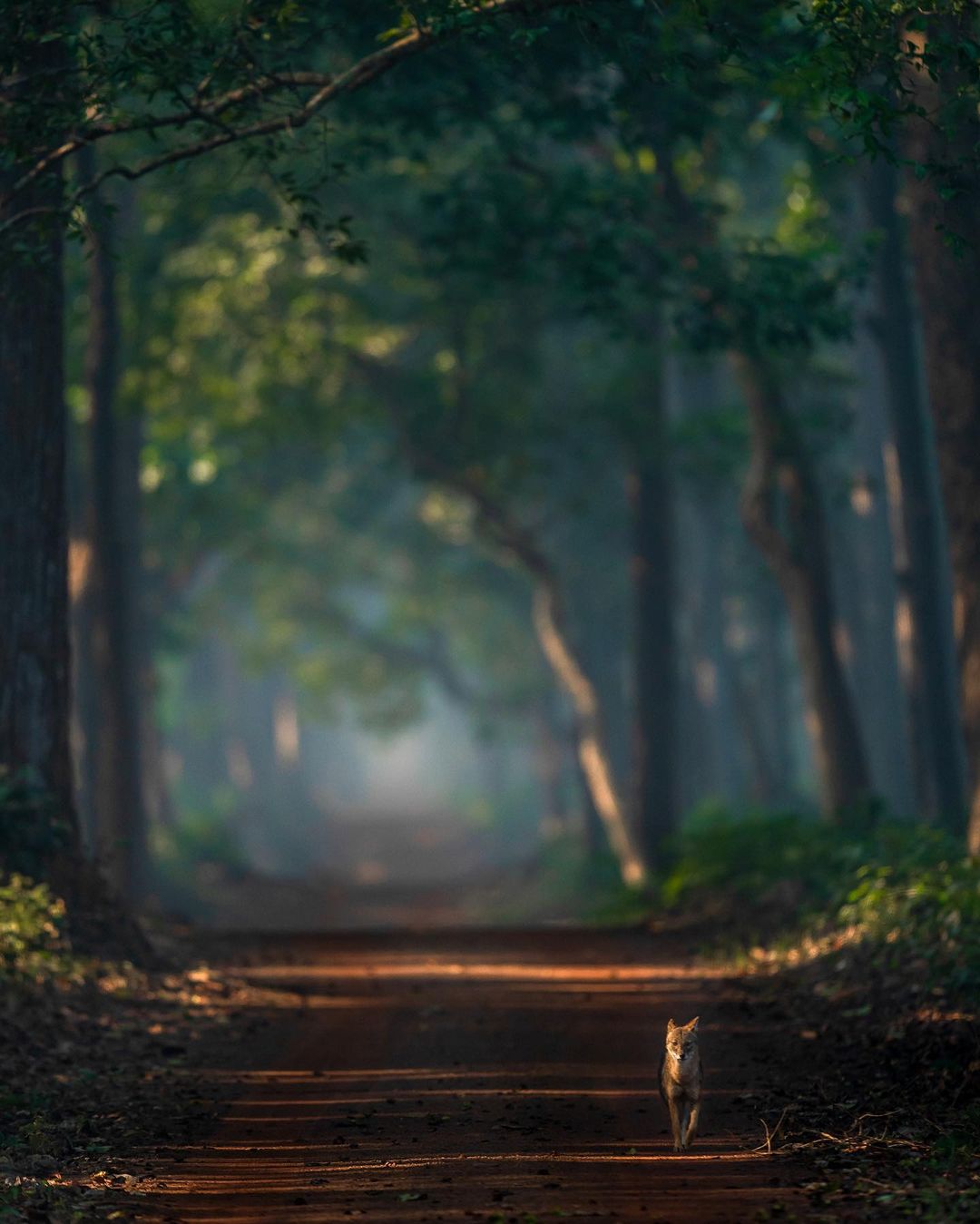 Дикие животные на снимках от Варуна Адитья