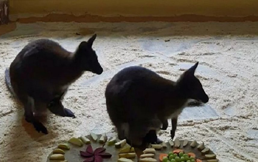 В Белгородском зоопарке случился беби-бум кенгуру