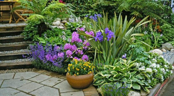 Как оживить сад великолепными хостами хосты, лучше, можно, хоста, сделать, будет, могут, хорошо, будут, цвести, может, очень, сорта, листьев, прекрасно, также, растениями, выбрать, какието, правильно
