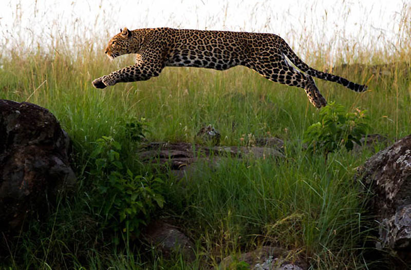 Фотография: Животные в полете №13 - BigPicture.ru