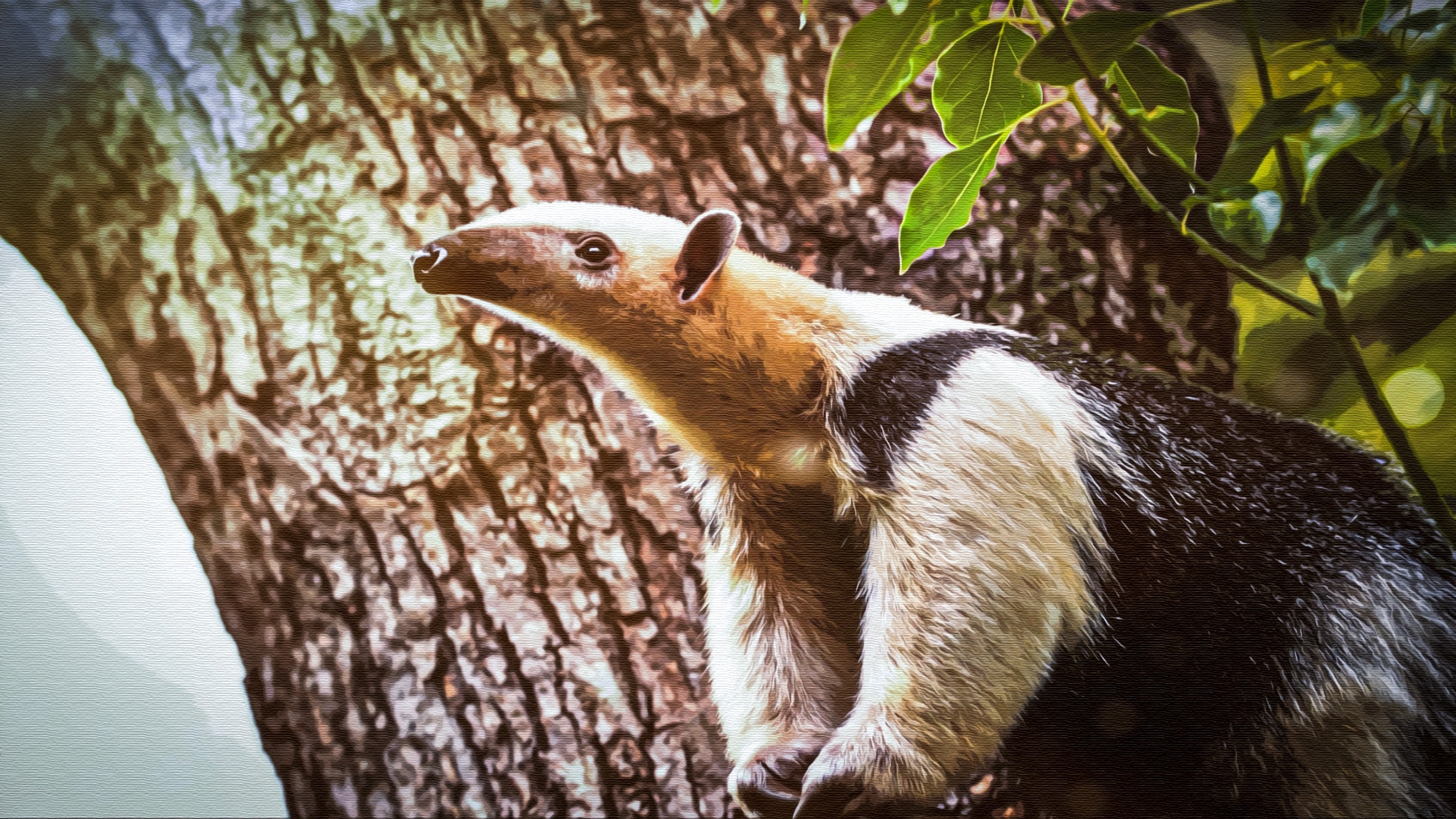 В Московском зоопарке впервые поселились краснокнижные муравьеды