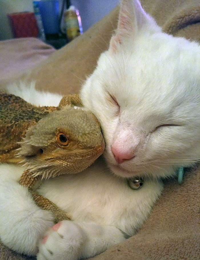 ящерица и кошка лучшие друзья 