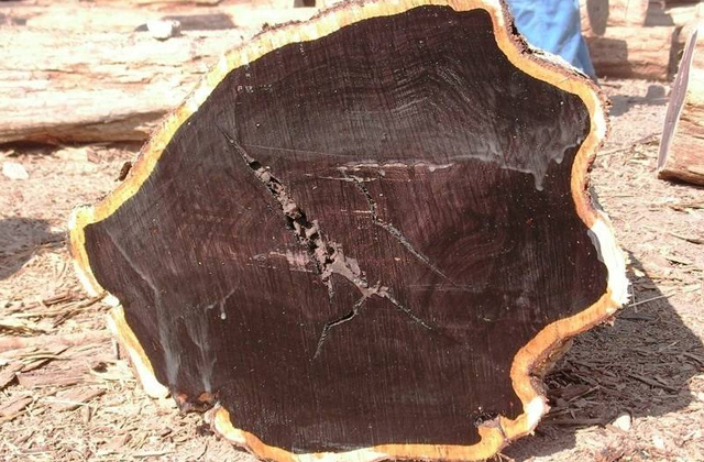 Бывают ли деревья без годовых колец? Бывают ли деревья без годовых колец?