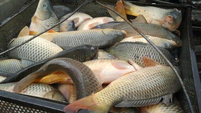 Украинский агробизнес переориентируется на разведение рыбы
