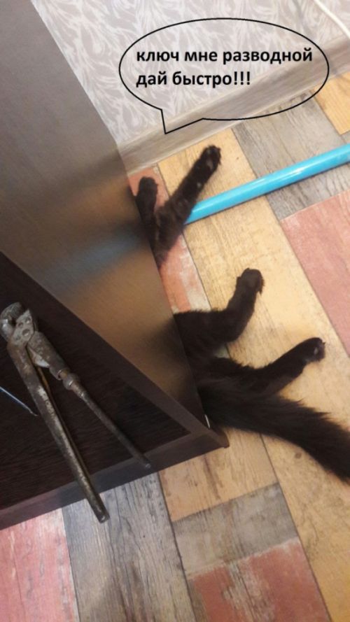 Прикольные картинки. Дневной выпуск (52 фото)