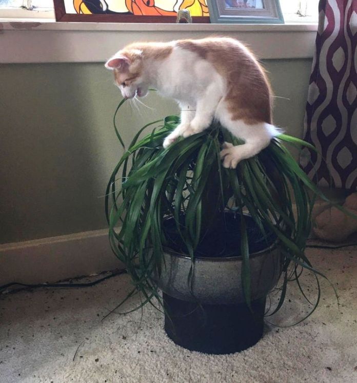 Без кота и жизнь не та