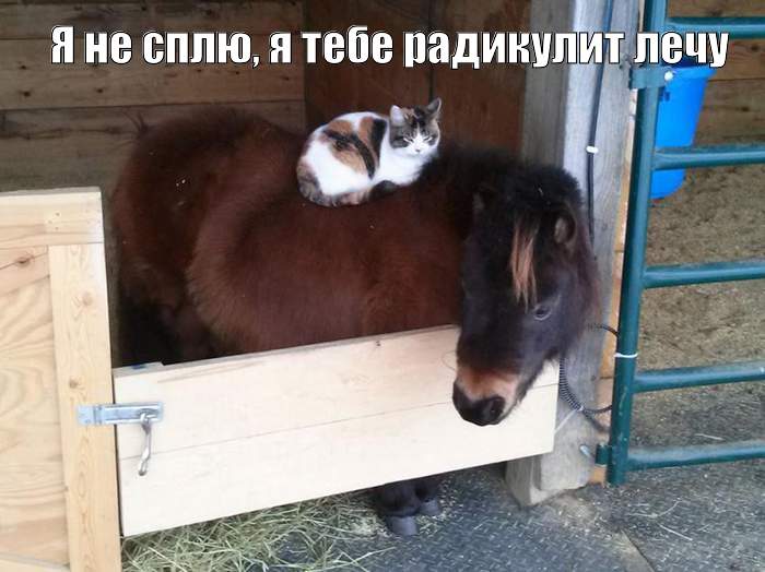 Смешные эксклюзивные картинки Смешные эксклюзивные картинки картинки,прикол,юмор