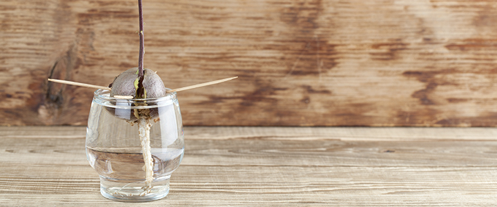 Как вырастить авокадо из косточки в домашних условиях Как вырастить авокадо из косточки в домашних условиях комнатные растения,полезные советы