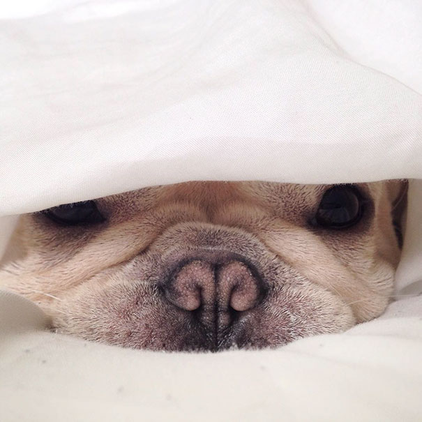 милый маленький бульдог