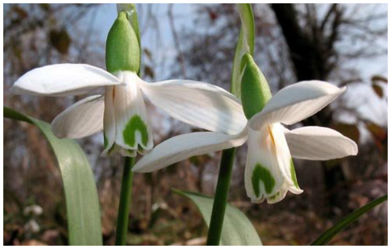 Galanthus transcaucasicus Fomin — Подснежник закавказский интересное, подснежники, сорта, факты