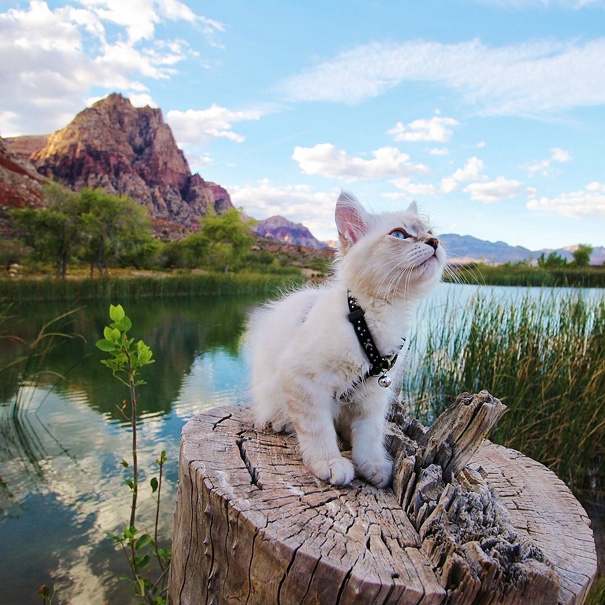 #campingwithcat, путешествие с кошкой, поход с кошкой