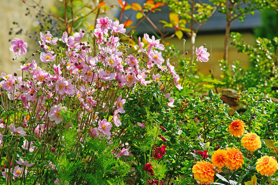 20 многолетних цветов для яркой осени дача,сад и огород,цветоводство