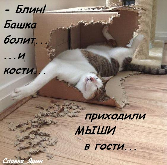 ДЕВЯТОЕ КОТЮЛЯ демотиваторы,животные,позитив,приколы,Смешные животные