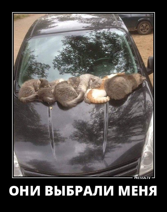 ДЕВЯТОЕ КОТЮЛЯ демотиваторы,животные,позитив,приколы,Смешные животные