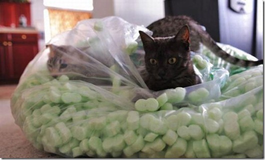 Полная Котовасия! Полная Котовасия! смешные картинки