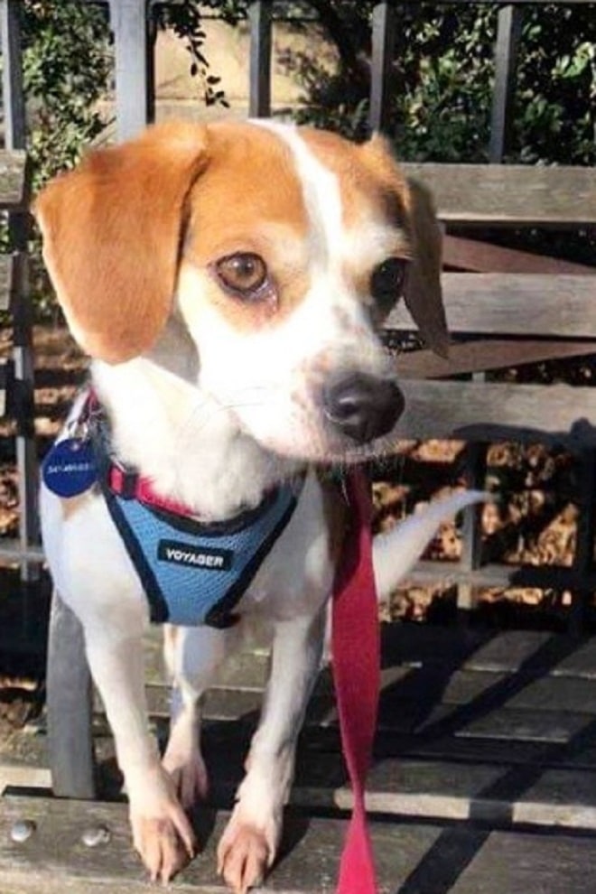 Собака на лавке