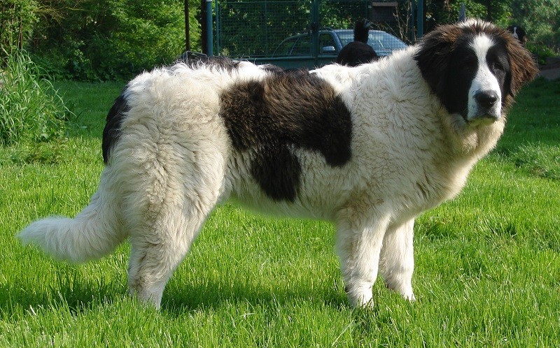 4-е место: Пиренейский мастиф - порода гигантских собак, родом из Арагона, Испания.  собаки, топ-15