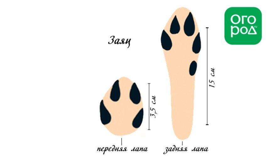 Следы животных и птиц на снегу – схемы с названиями следы, могут, только, снегу, отпечатки, оставляют, зимой, участке, защите, довольно, очень, позаботьтесь, легко, своем, шерсти, поскольку, крупнее, например, которые, похожи