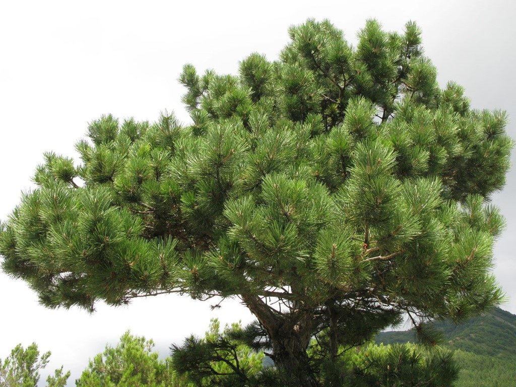 Сосна крымская, сосна Палласа фото (лат. Pinus nigra subsp. pallasiana)