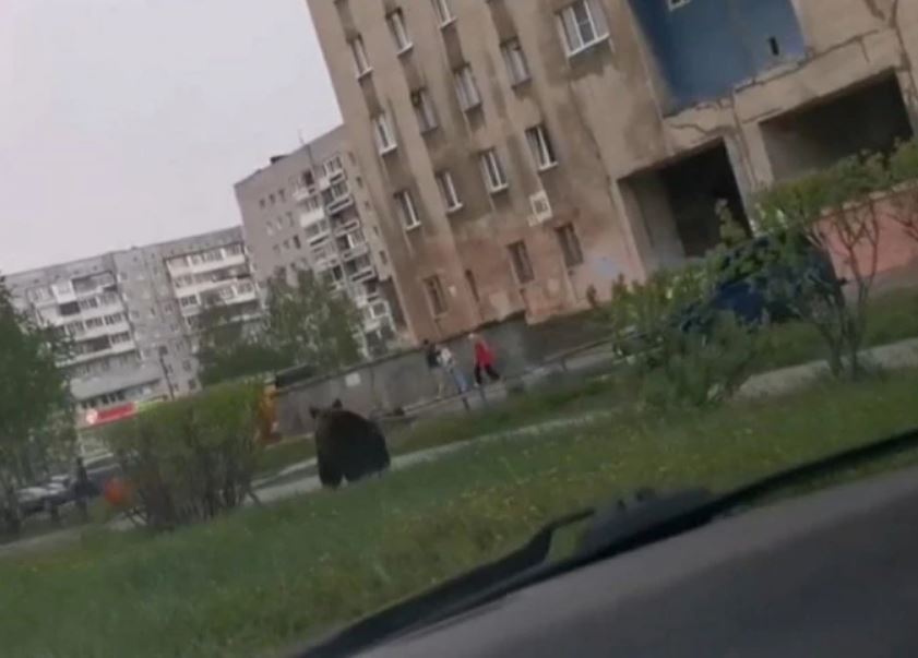 В Северодвинске по улицам бегает медведь в паре метров от испуганных людей