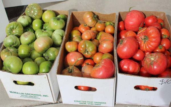 Как ускорить созревание зеленых томатов плоды, нужно, помидоры, только, можно, градусов, томаты, спелые, сбора, температуры, когда, снимать, вместе, которые, тепличных, способ, предполагает, время, собирать, здесь