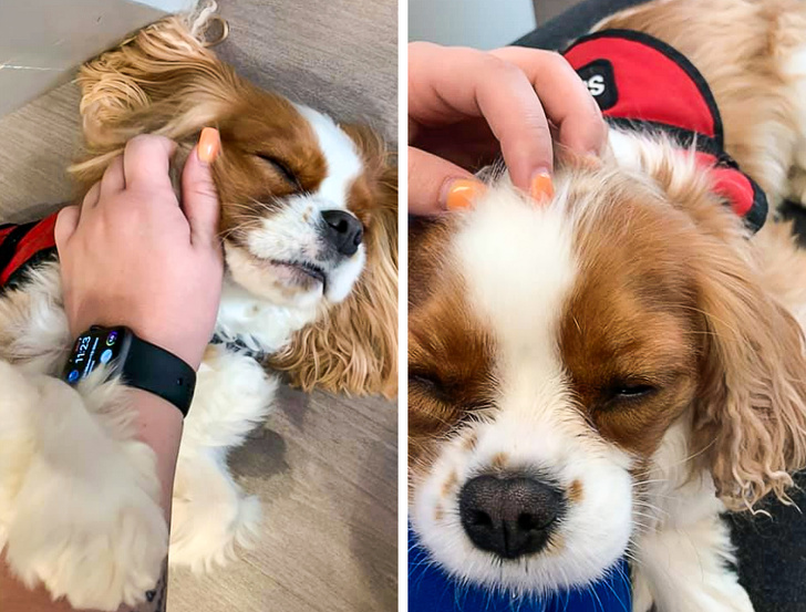 17 доказательств того, что мы не заслуживаем собак 17 доказательств того, что мы не заслуживаем собак супер