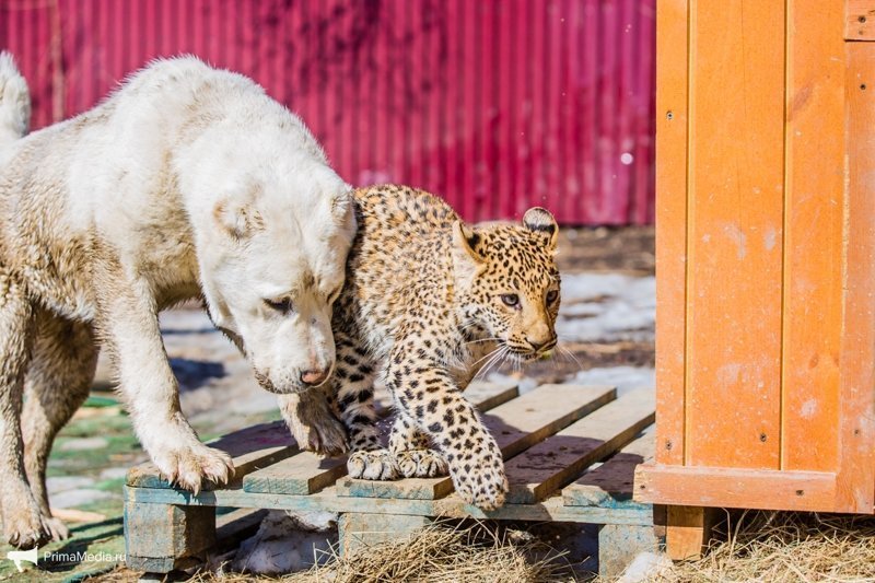 Леопардесса, выкормленная ретривером, привыкает в приморском зоопарке к новому другу леопард, приморский зоопарк, фоторепортаж