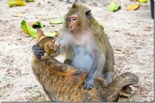 Полная Котовасия! Полная Котовасия! смешные картинки