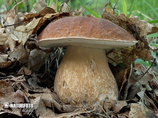 Грибы - красавцы грибы