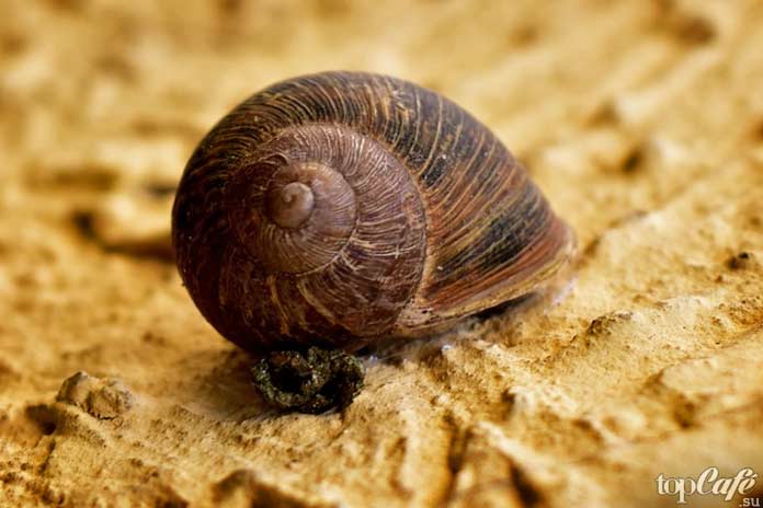 Классификация улиток