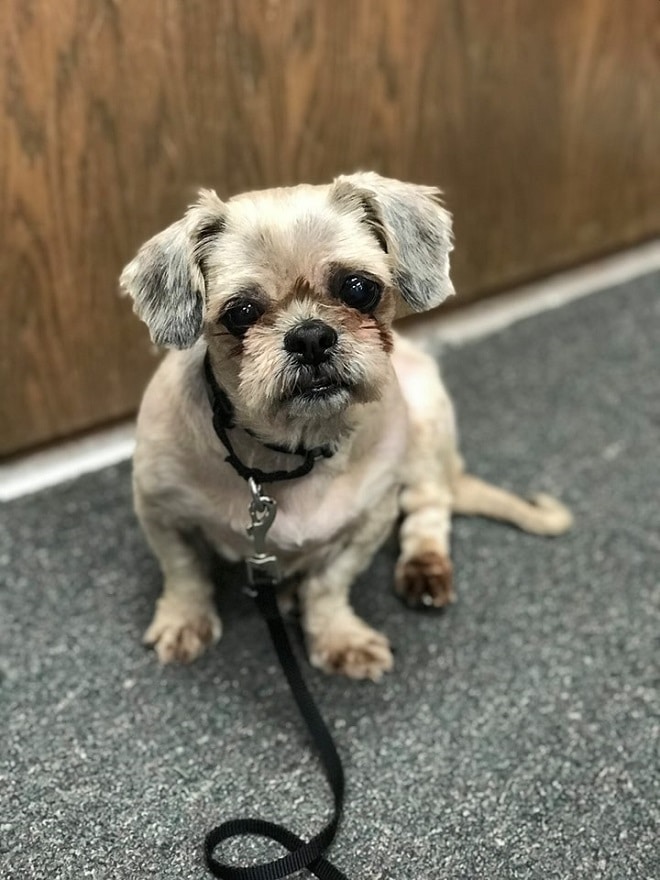 Собака сидит