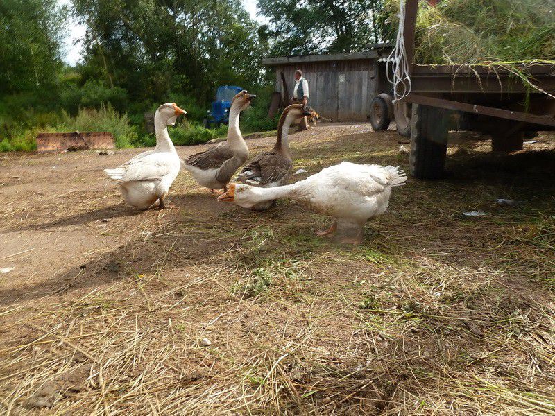 Москва, деревня, фоторепортаж, Россия