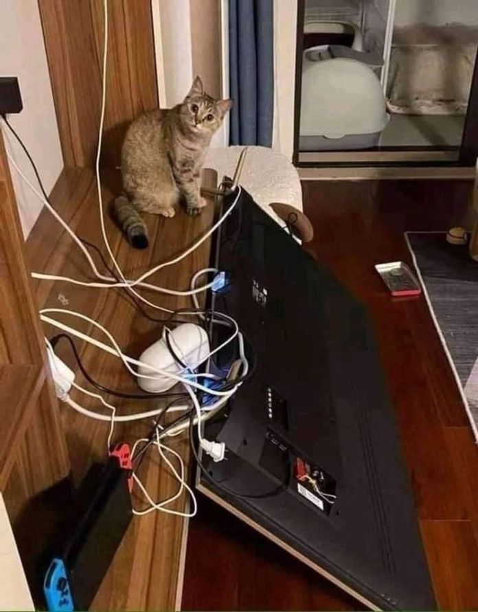 Без кота и жизнь не та